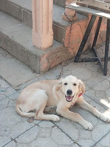labrador retriever satilir: Retriever, 4 ay, Erkək, Ünvandan götürmə — 3