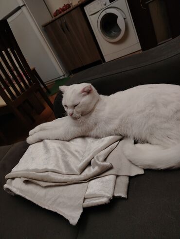 Pişiklər: Şotland yastı qulaq, Erkək, Yaxşı əllərə, Ünvandan götürmə — 5