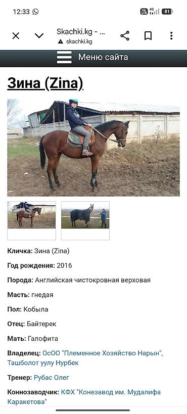 топоз на русском: Продаю | Кобыла (самка) | Английская | Конный спорт | Племенные — 1