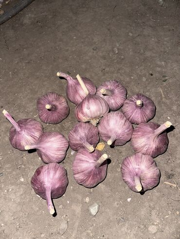 суу чачкыч: Чеснок
