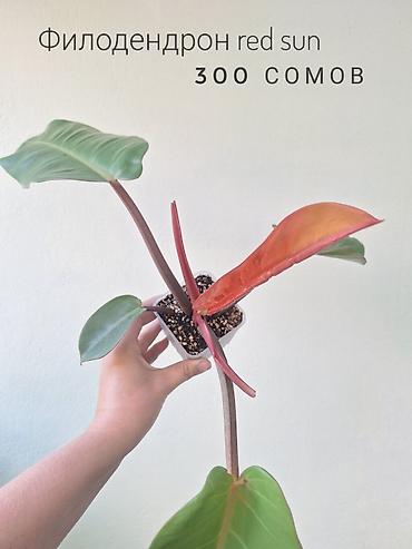 ремонт аквариума: 🌿 Комнатные растения/цветы (детки/молодые растения). 🪴 Названия и цены — 3