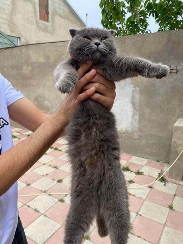 pişik ucuz: Шотландская, Самец, Для вязки