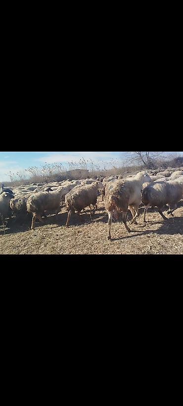 Qoyunlar, qoçlar: Dişi, il: 1, 50 kq, Damazlıq, Ünvandan götürmə -da lalafo.az — 10 Qoyunlar, qoçlar: Dişi, il: 1, 50 kq, Damazlıq, Ünvandan götürmə — 10