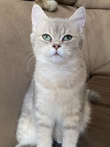 pişik şinşilla: Шиншилла, Самец