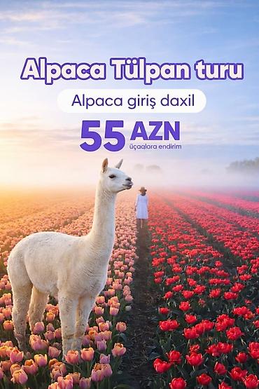 Digər xidmətlər: 🦙Şamaxı Alpaca – Qəbələ Tülpan 🌷 📍 Şamaxı - ALPACA 📍 Qəbələ - Tülpan — 1