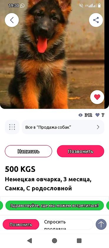Немецкая овчарка, 3 месяца, Самка, С родословной