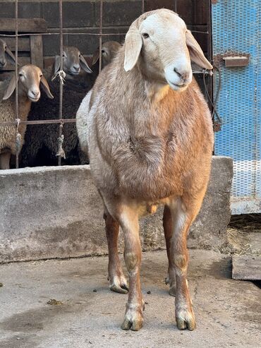 Баран, овца: Продаю | Баран (самец) | Арашан | Для разведения | Осеменитель — 11