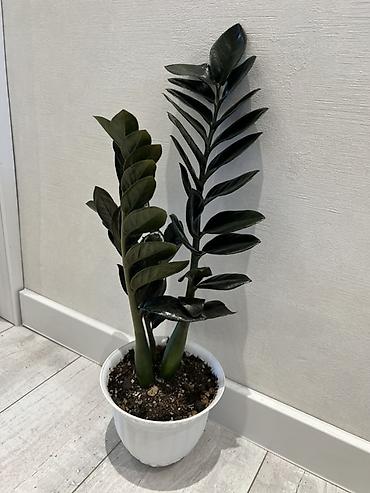 зензи: Зензи(Zamioculcas zamiifolia), сорт с утолщёнными побегами и плотными — 10
