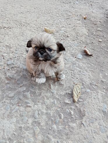 İtlər: Pekines — 3