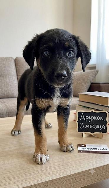 Продажа собак: 3 месяца, Самка — 2