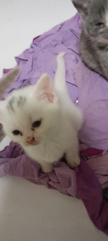 Pişiklər: Erkək, Dişi, Yaxşı əllərə, Ünvandan götürmə, Ödənişli çatdırılma, Rayonlara çatdırılma — 8