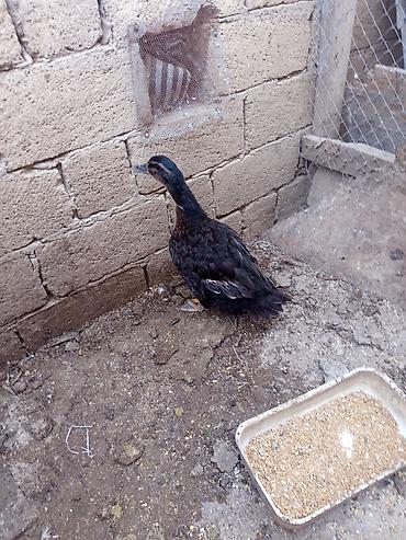qaz ordey: Salam sort ördək 🦆 satılır heçbir xəsdəliyi yoxdur qiyməti 20 manat — 2