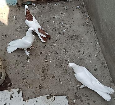 goyercin aliram: Enli quyruğ hündür ayaq badam ləleylər 3ü 50 manat ünvan Biləcəri — 4