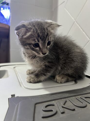 где можно купить кошку: Скотиш Фолд (Шотландская вислоухая), 1 месяц, Мальчик, Серый, Приучена к лотку