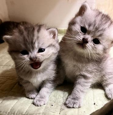 Pişiklər: Şotland, Erkək, Dişi — 16