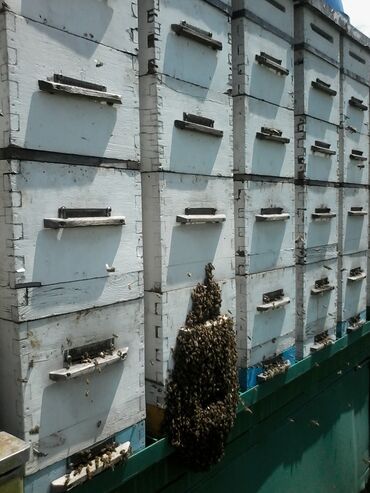 вощина для пчел: Продаю пчелоплатформу камазовая система,пчел нет.г.Бишкек т