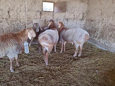 купить арашан баран: Продаю | Баран (самец) | Арашан | Для разведения — 7