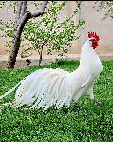 toyuq necə gun kurt yatır: Feniks çinli toyuqlarin mayalı yumurtaları satılır cütü 300 AZN — 1