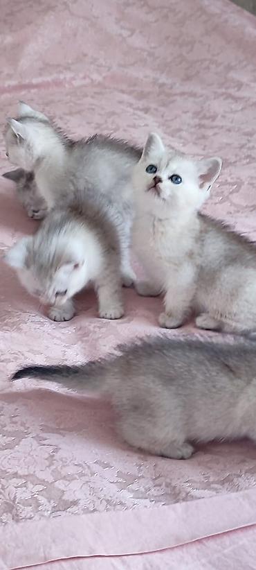 Pişiklər: Şinşilla — 1