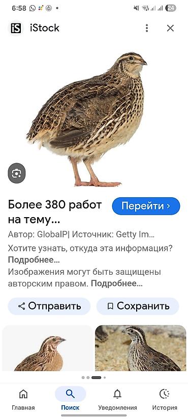 рахат про: Перепела породы «японский» (японский перепел) - Порода: яйценоского — 1