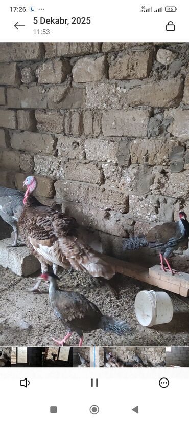 Hinduşka: Məhsul: Hinduşka (ev quşu) Təsvir: - Şəkillərdə boz/gümüşü rəngli və — 7