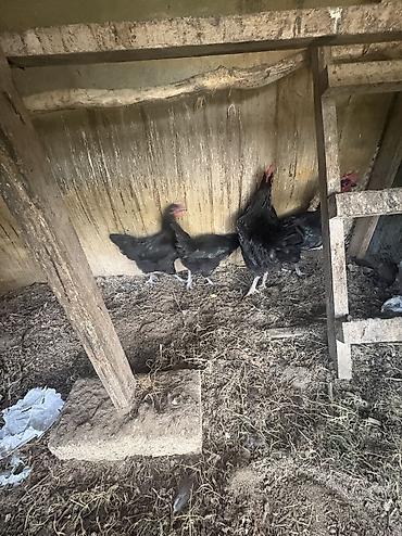 qara toyuq quşu: 2 diwi 2 erkekdi avstrolop — 3