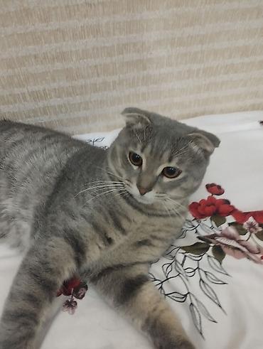 Pişiklər: Tabbi, Yaxşı əllərə -da lalafo.az — 8 Pişiklər: Tabbi, Yaxşı əllərə — 8