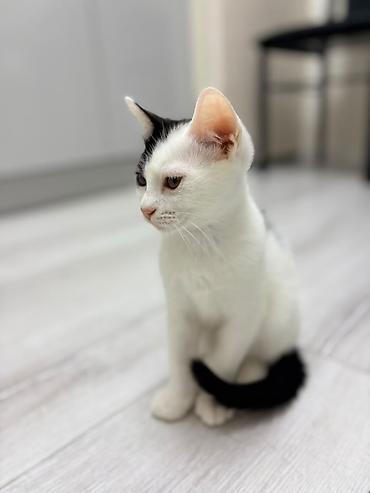 котята кант: Отдам двух котят мальчиков в хорошие руки. Малышам 3,5 месяца. На — 4