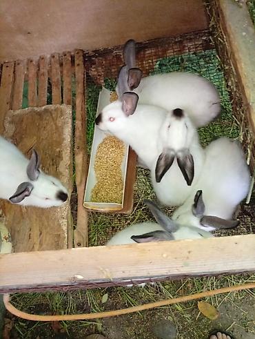 вязка коты: Продаю | Крольчата | Для разведения — 5