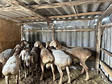Баран, овца: Продаю | Баран (самец) | Арашан — 1