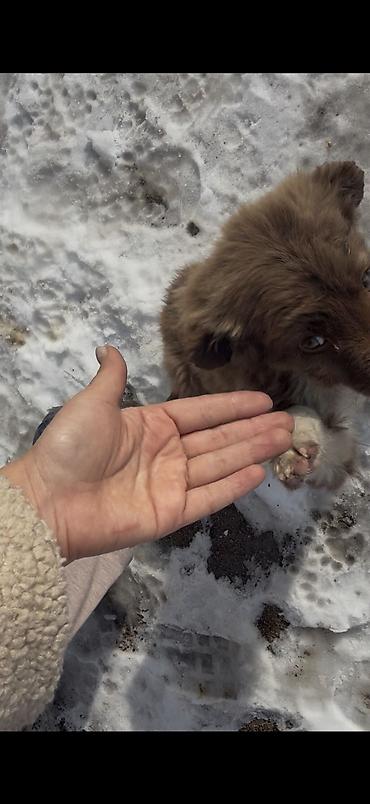 Отдам даром собаку: Собака даром: 3 месяца, Самка — 3