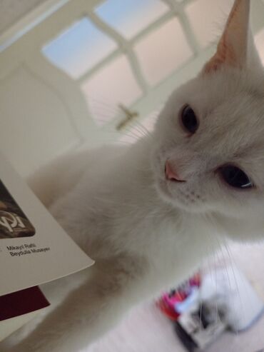 Pişiklər: Dişi, Yaxşı əllərə, Ödənişli çatdırılma — 11