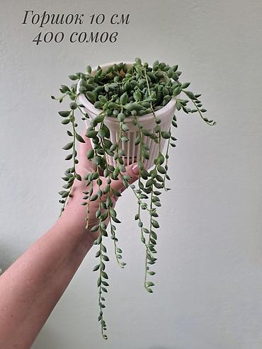 саженцы кокон гилас: Крестовник Геррейна (Senecio herreianus, «жемчужная нить») — ампельный — 4