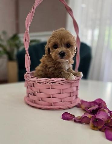 stenci maltezera: Preslatki maleni MALTIPOO stenci, spremni su za preuzimanje. Jako — 4