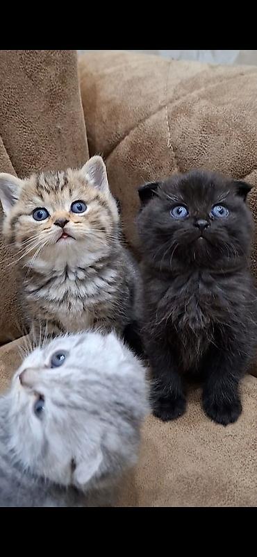 Кошки: Шотландская вислоухая — 8