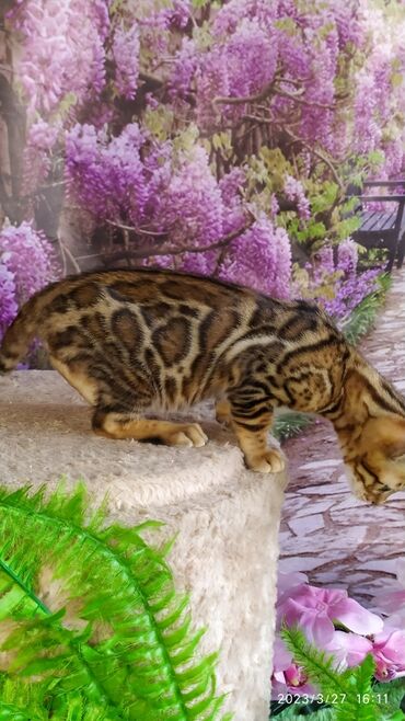 Продажа кошек: Друзья!! Проф питомник Бен Гла Мур Предлагает Шикарных элитных — 20