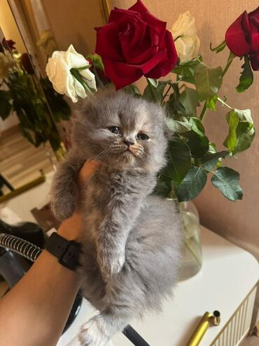 Pişiklər: Şotland yastı qulaq — 11