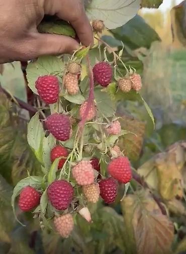 Малина: Продается саженцы элитный сорт малины ХЕРИТЕЙДЖ. Ремонтантная — 1