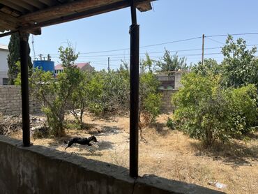 Torpaq sahələrinin satışı: 6 sot, Mülkiyyətçi, Kupça (Çıxarış) — 27