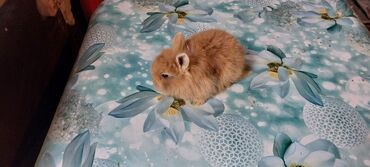 Dovşanlar: 🟠 Ev dovşanı balalarına super endirim kampaniyası. müvəqqəti olaraq 50 — 15