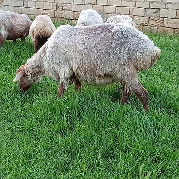 Qoyunlar, qoçlar: Ətlik qoyunlar təcli satılır — 9