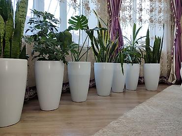 себе: Комнатные растения. Все цветы в белых высоких горшках по 2500с. Пишите — 4