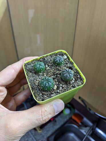 Otaq bitkiləri: Sukkulentlər. Sağlam və dözümlü bitkilərdi. Uzun müddət susuz qala — 11