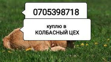 244 объявлений | ЖИВОТНЫЕ: Куплю скот на мясо и вынужденный забой любой упитанности по