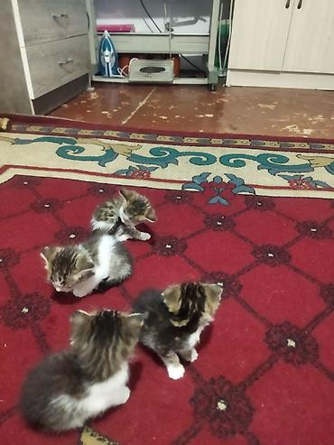 игрушки для котят: Котята, шатланки парода оддам даром полосато-белые пушистики с белыми — 2