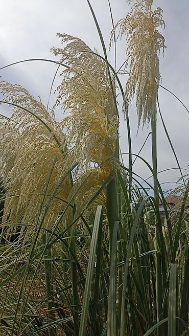 col bitkiləri: Məhsul: Pampas otu (Cortaderia selloana) – dekorativ bəzək otu — 2
