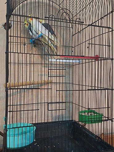 клетка для кореллы: Nimçəsən (Cockatiel) quşları və qəfəs komplekti - Növ: Nimçəsən — 3