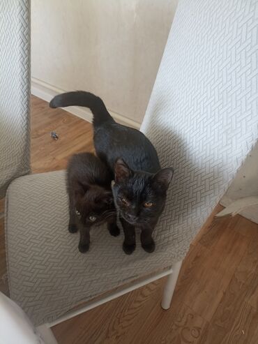 кролик домашний: Чёрные котята - На фото — два чёрных короткошёрстных котёнка с