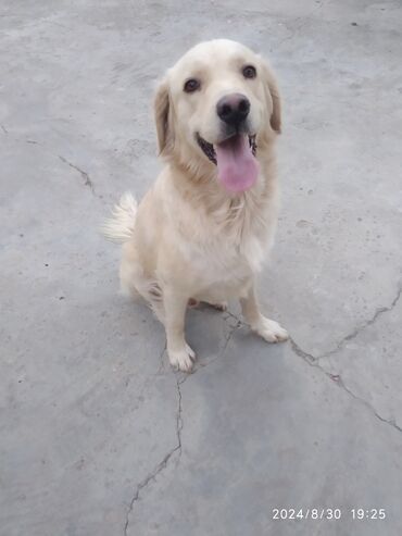 it satışı lalafo: Labrador-retriver, 2 il, Erkek, Ünvandan götürmə