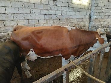 Коровы, быки: Salam aleykum heyvan diri çekisi 1 ton 70 kq dı etini 40 faizle — 2